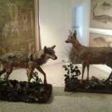 Museo del Dipartimento di Biologia: imbalsamazione di un lupo e di un capriolo dell'alta Murgia